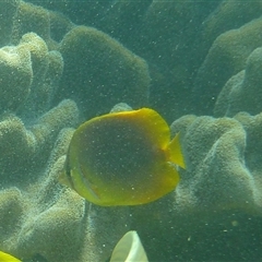 Chaetodon aureofasciatus at Palm Island, QLD - 5 Sep 2023 11:56 AM