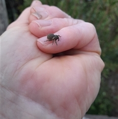Unverified Insect at Pappinbarra, NSW - Yesterday by jonvanbeest