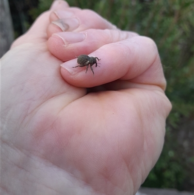 Unverified Insect at Pappinbarra, NSW - Yesterday by jonvanbeest