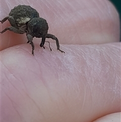 Imaliodes ventralis at Pappinbarra, NSW - 26 Jun 2025 04:40 PM