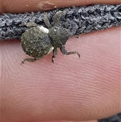 Imaliodes ventralis at Pappinbarra, NSW - 26 Jun 2025 04:40 PM