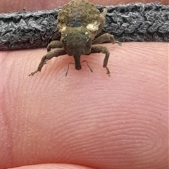 Imaliodes ventralis at Pappinbarra, NSW - 26 Jun 2025 04:40 PM