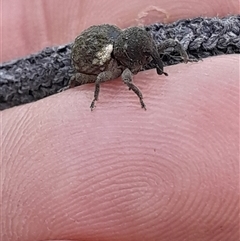 Imaliodes ventralis at Pappinbarra, NSW - 26 Jun 2025 04:40 PM