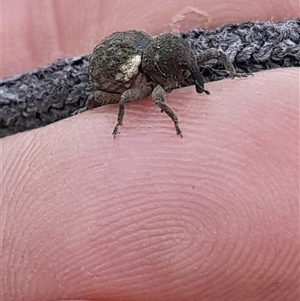 Imaliodes ventralis at Pappinbarra, NSW - 26 Jun 2025 04:40 PM