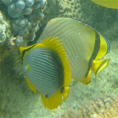 Chaetodon melannotus at Palm Island, QLD - 5 Sep 2023 by LauraBailey