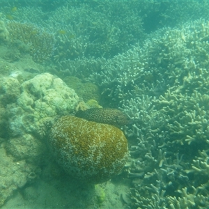 Unverified Marine Fish Uncategorised at Palm Island, QLD - 6 Sep 2023 by LauraBailey