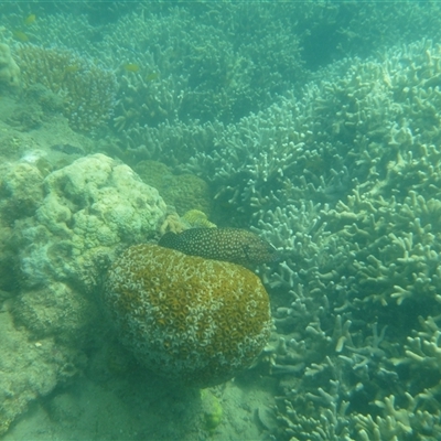 Unverified Marine Fish Uncategorised at Palm Island, QLD - 6 Sep 2023 by LauraBailey