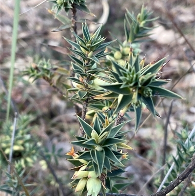 Melichrus urceolatus (Urn Heath) at Denman Prospect, ACT - 24 Jun 2025 by Jennybach