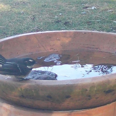 Rhipidura albiscapa (Grey Fantail) at Penrose, NSW - Today by Aussiegall