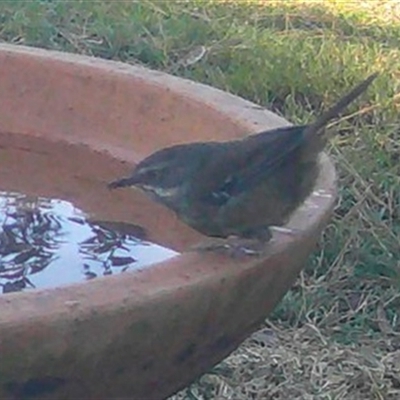 Sericornis frontalis (White-browed Scrubwren) at Penrose, NSW - 22 Jun 2025 by Aussiegall