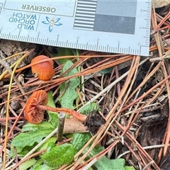 Laccaria sp. by GlossyGal