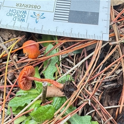 Laccaria sp. by GlossyGal
