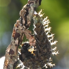 Unverified Nymph (Nymphalidae) by PJH123