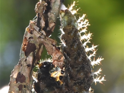 Unverified Nymph (Nymphalidae) by PJH123