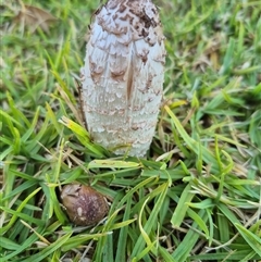 Unverified Fungus at Euston, NSW - Yesterday by MB