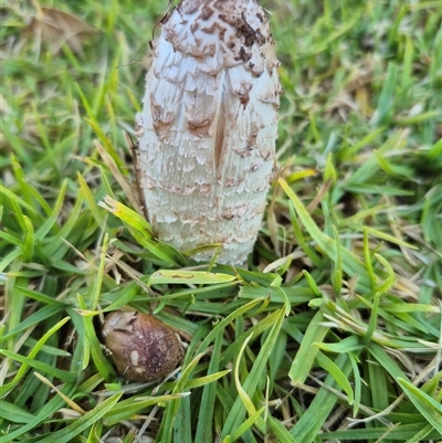 Unverified Fungus at Euston, NSW - Yesterday by MB