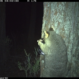 Trichosurus vulpecula (Common Brushtail Possum) at Crowther, NSW - 6 Apr 2025 by Frecko