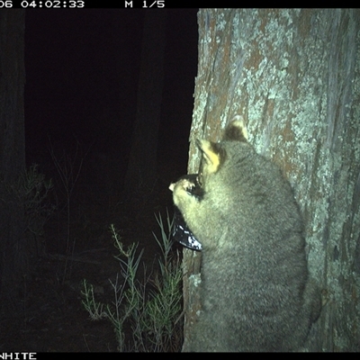 Trichosurus vulpecula (Common Brushtail Possum) at Crowther, NSW - 6 Apr 2025 by Frecko