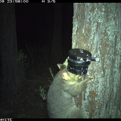 Trichosurus vulpecula (Common Brushtail Possum) at Crowther, NSW - 9 Apr 2025 by Frecko