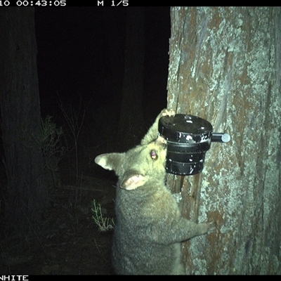 Trichosurus vulpecula (Common Brushtail Possum) at Crowther, NSW - 10 Apr 2025 by Frecko