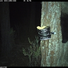 Trichosurus vulpecula (Common Brushtail Possum) at Crowther, NSW - 14 Apr 2025 by Frecko