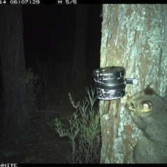 Trichosurus vulpecula (Common Brushtail Possum) at Crowther, NSW - 14 Apr 2025 by Frecko