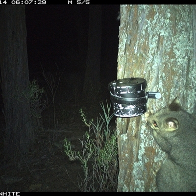 Trichosurus vulpecula (Common Brushtail Possum) at Crowther, NSW - 14 Apr 2025 by Frecko