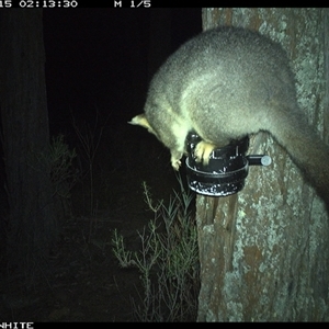 Trichosurus vulpecula (Common Brushtail Possum) at Crowther, NSW - 15 Apr 2025 by Frecko