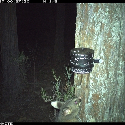 Trichosurus vulpecula (Common Brushtail Possum) at Crowther, NSW - 17 Apr 2025 by Frecko