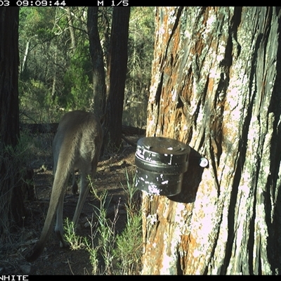 Macropus giganteus (Eastern Grey Kangaroo) at Crowther, NSW - 3 Apr 2025 by Frecko