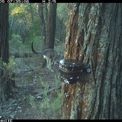 Macropus giganteus (Eastern Grey Kangaroo) at Crowther, NSW - 5 Apr 2025 by Frecko