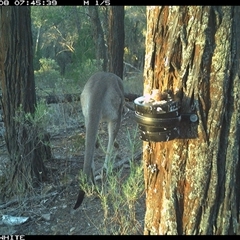 Macropus giganteus (Eastern Grey Kangaroo) at Crowther, NSW - 8 Apr 2025 by Frecko