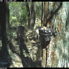 Macropus giganteus (Eastern Grey Kangaroo) at Crowther, NSW - 8 Apr 2025 by Frecko