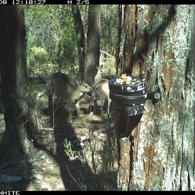 Macropus giganteus (Eastern Grey Kangaroo) at Crowther, NSW - 8 Apr 2025 by Frecko
