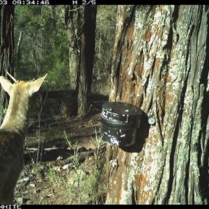 Dama dama at Crowther, NSW - 3 Apr 2025 by Frecko