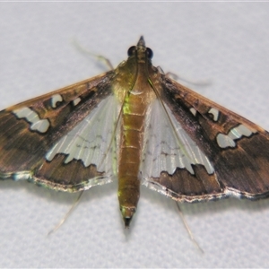 Unverified Pyralid or Snout Moth (Pyralidae & Crambidae) at Abergowrie, QLD - 20 Oct 2008 by PJH123