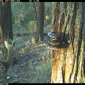 Dama dama at Crowther, NSW - 15 Apr 2025 by Frecko
