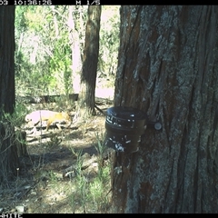 Vulpes vulpes (Red Fox) at Crowther, NSW - 3 Apr 2025 by Frecko