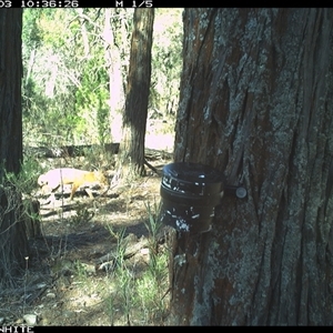 Vulpes vulpes (Red Fox) at Crowther, NSW - 3 Apr 2025 by Frecko