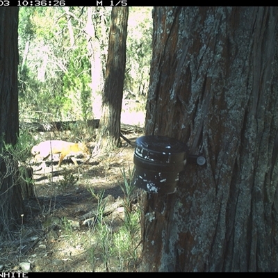 Vulpes vulpes (Red Fox) at Crowther, NSW - 3 Apr 2025 by Frecko