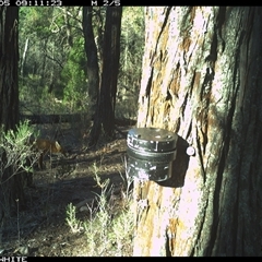 Vulpes vulpes (Red Fox) at Crowther, NSW - 5 Apr 2025 by Frecko