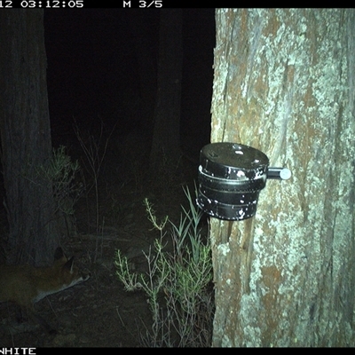 Vulpes vulpes (Red Fox) at Crowther, NSW - 12 Apr 2025 by Frecko