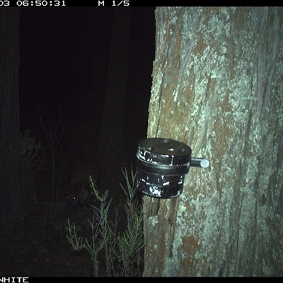 Wallabia bicolor (Swamp Wallaby) at Crowther, NSW - 3 Apr 2025 by Frecko