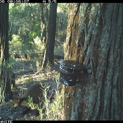 Wallabia bicolor (Swamp Wallaby) at Crowther, NSW - 6 Apr 2025 by Frecko