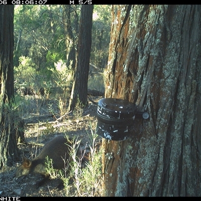 Wallabia bicolor (Swamp Wallaby) at Crowther, NSW - 6 Apr 2025 by Frecko