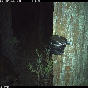 Wallabia bicolor (Swamp Wallaby) at Crowther, NSW - 11 Apr 2025 by Frecko