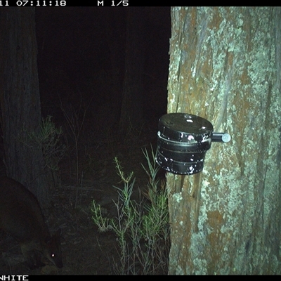 Wallabia bicolor (Swamp Wallaby) at Crowther, NSW - 11 Apr 2025 by Frecko