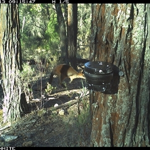 Wallabia bicolor (Swamp Wallaby) at Crowther, NSW - 13 Apr 2025 by Frecko