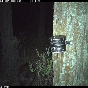 Wallabia bicolor (Swamp Wallaby) at Crowther, NSW - 14 Apr 2025 by Frecko