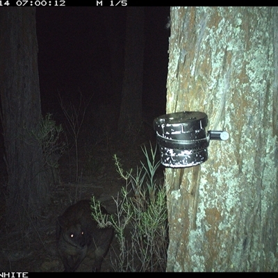 Wallabia bicolor (Swamp Wallaby) at Crowther, NSW - 14 Apr 2025 by Frecko